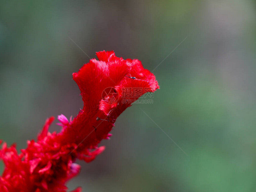 红色塞洛西亚花或羊毛花进图片