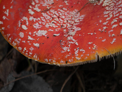 橙色和红色蘑菇与白色斑点顶视图图片