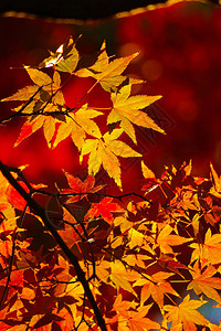 秋叶图像选择聚焦背景图片