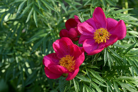 春日花园里的红芍药花图片