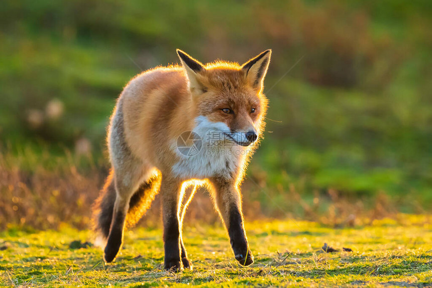 一只野红狐狸的近身图片
