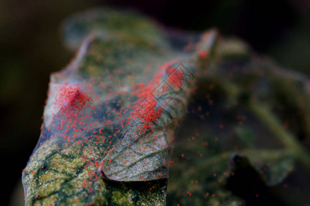 在番茄树叶上关闭红色蜘蛛Tetranychusur背景图片
