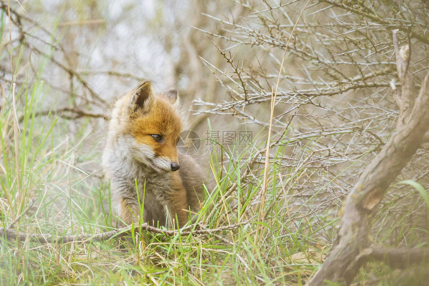 野生的年轻婴儿红狐狸幼崽vulpesvulps探索森林图片
