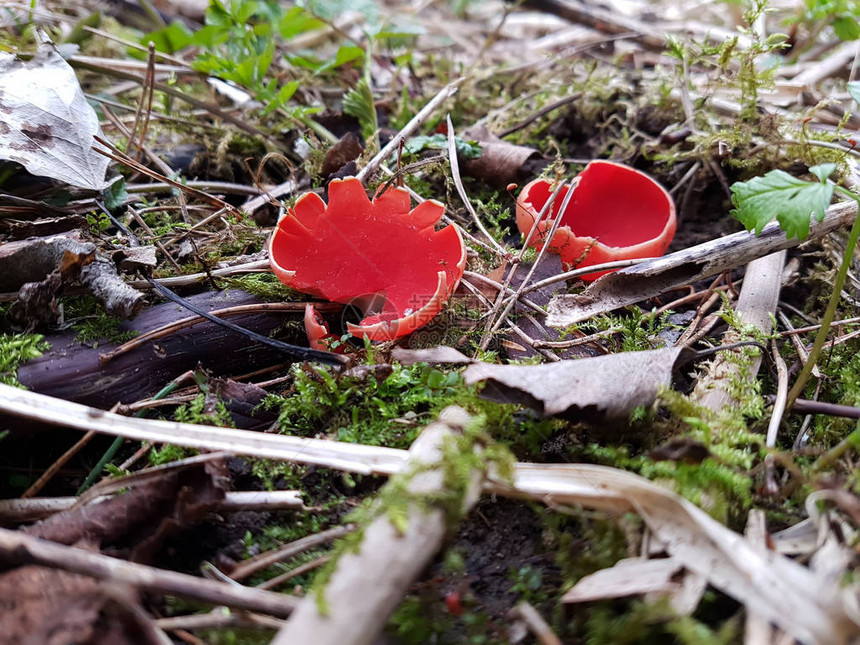 鲜红色杯状真菌图片
