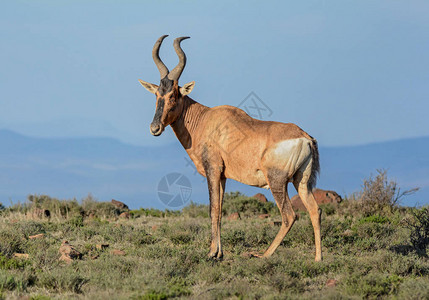 是在南部非洲发现的牛科中的一种偶趾有蹄类动物超过130图片