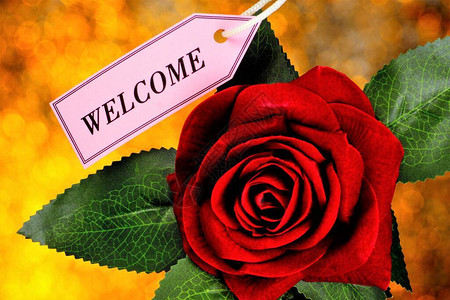 欢迎和红玫瑰花图片