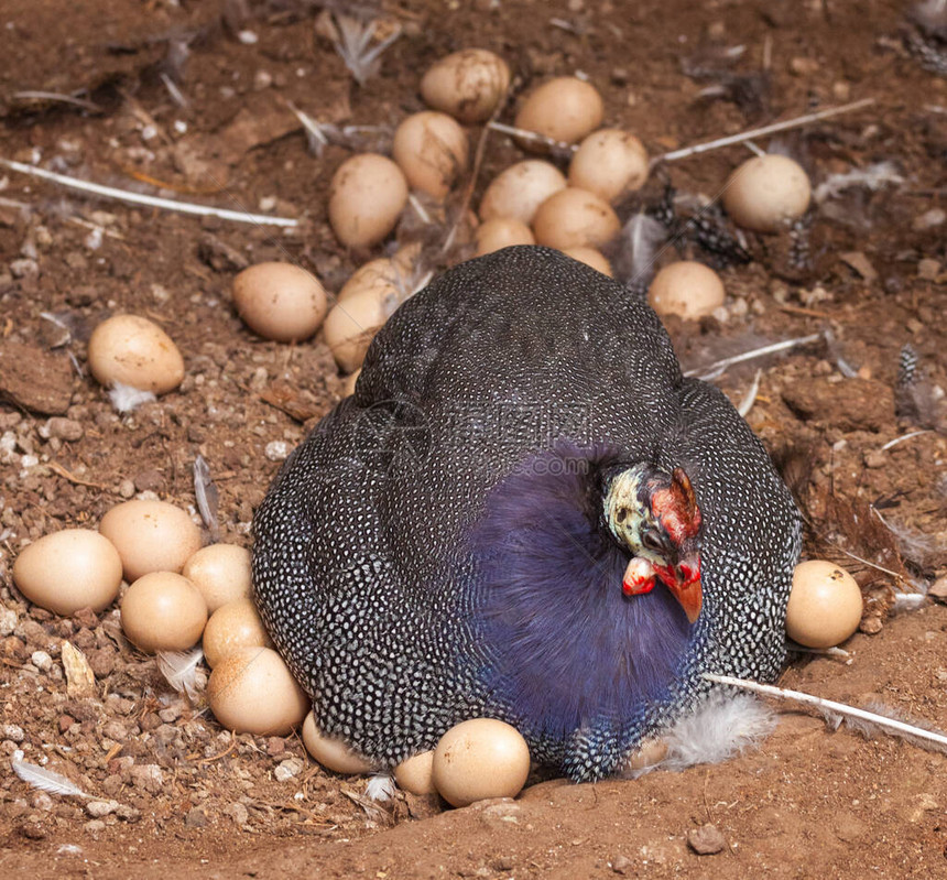 大只有斑点的母鸡正在笼子里孵化卵子图片