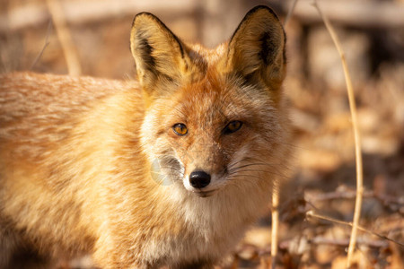 春林中的小狐狸在狩猎时在图片