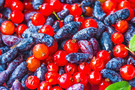红色和蓝色野生浆果图片