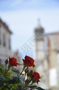 三朵红玫瑰花在前台树下有植物在幕后还有一背景图片