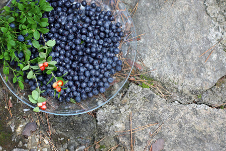 野浆果蓝莓浆果放在盘子里浆果是在森林里收获的图片