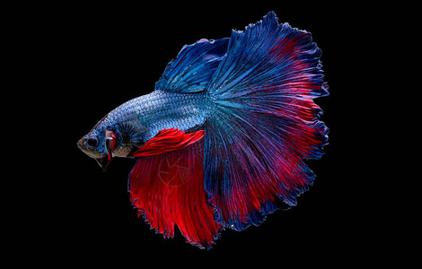 以蓝色和红色斗鱼为主要颜色背景图片