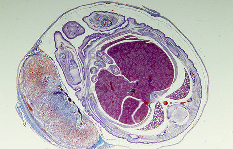 具有胚胎的鼠子宫在组图片