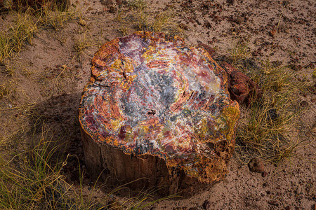 石化森林公园巨型原木小径沿线的彩色石化木示例石头的特点是红色橙色图片