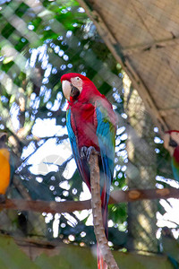 红绿金刚鹦鹉图片