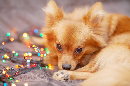 毛茸的小狗正在沙发上休息她周围明亮的灯火中的美丽散景和圣诞节图片
