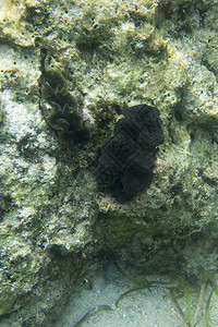 印度尼西亚三喀纳蛤图片