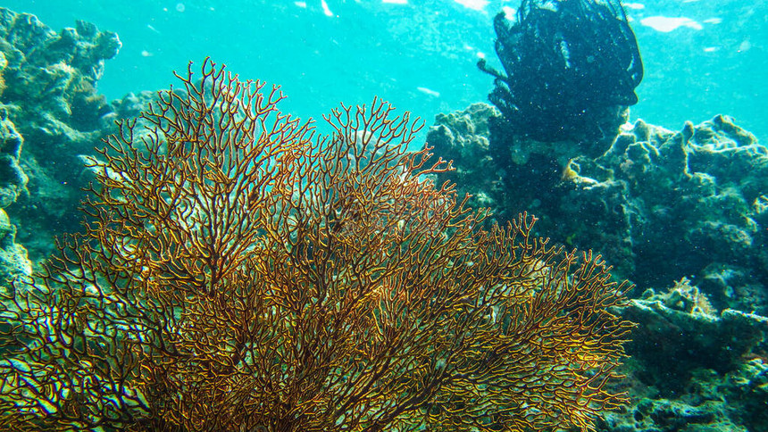 海中的红珊瑚礁与鱼图片