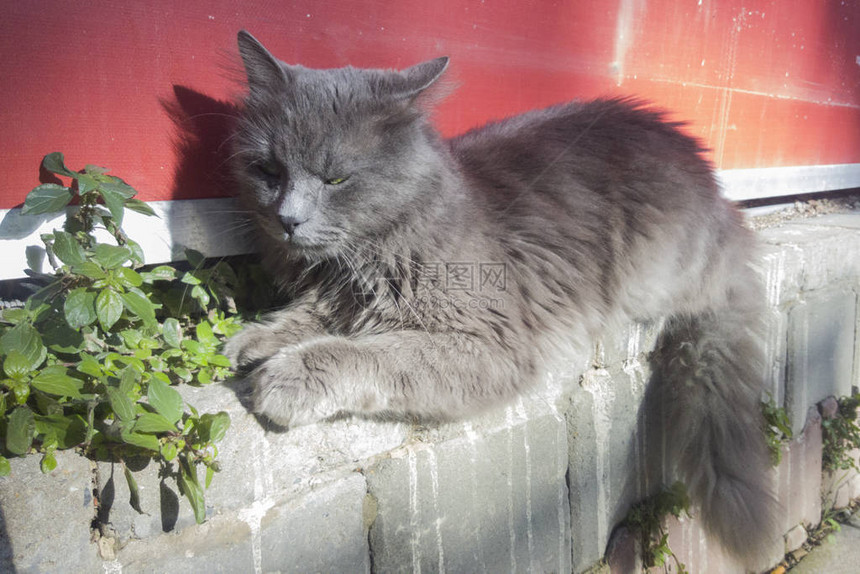 住在土耳其伊斯坦布尔街头的俄罗斯蓝猫流浪者肖像图片