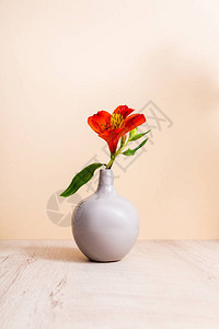 木质表面花瓶中的红色阿尔斯图片
