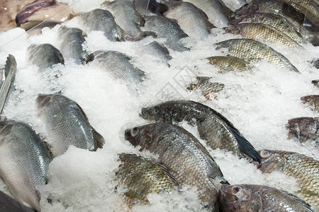 市场上的冰上新鲜罗非鱼图片