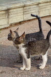 两只小猫图片