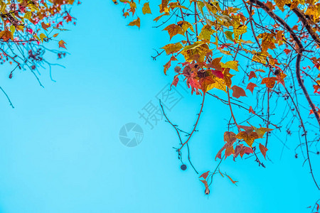 秋天美丽的秋叶和天空背景图片