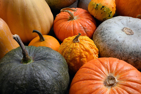 秋季收获不同品种的多彩果图片