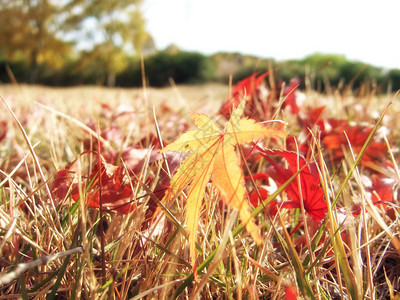 秋天草地上的树红叶图片
