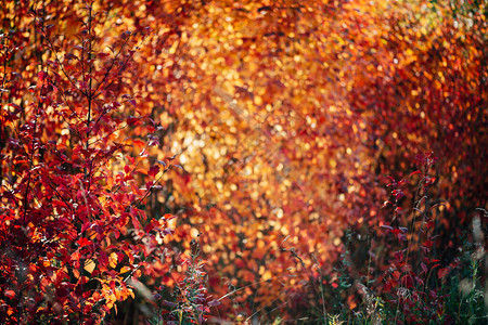 秋天散景背上生动的山楂红叶美丽的山楂灌木在日出的秋天树篱纹理上夕阳下丰富的植物群黄金时段的五颜六色的树叶风景秀背景图片