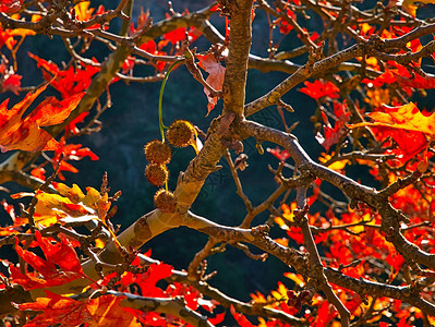 枫树秋叶阳光透过树叶图片