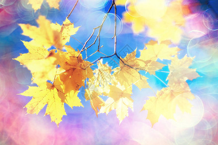 黄叶散景季节背景美丽的秋叶黄枝抽象背图片