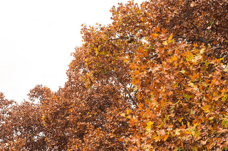 一棵棕色树的叶子在一个多云的秋日图片