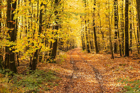 秋天的山毛榉森林有着漂亮的金色图片