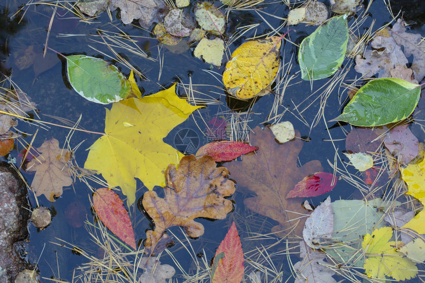 秋天的背景落黄的叶子和花朵在水中特写图片