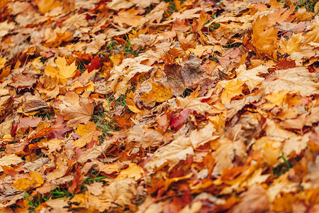 在秋天背景的五颜六色的枫叶图片