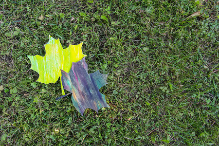用丙烯颜料装饰绿草上的枫叶秋图片