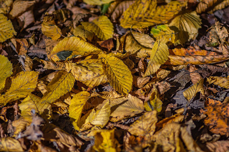 秋日午后路上的落叶图片