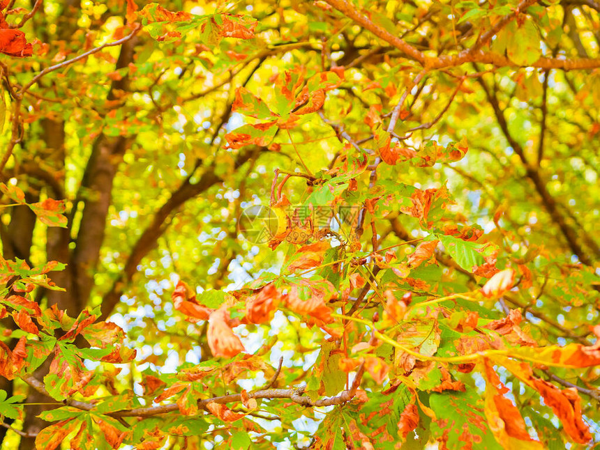 黄秋叶的树叶消失公园中多图片