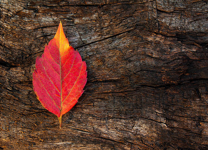 深色木质背景上的红秋树叶图片