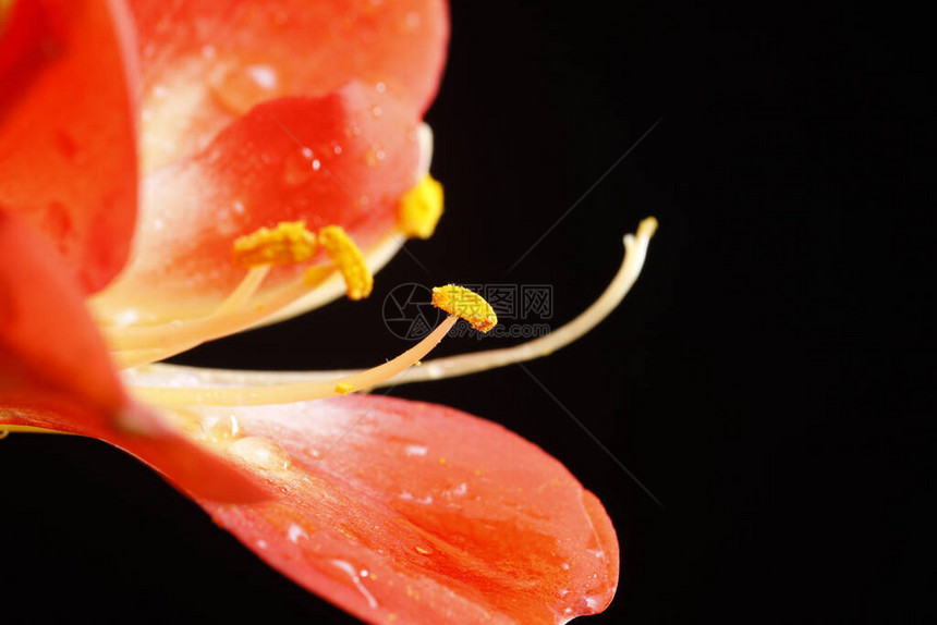 君子兰开花特写很漂亮图片