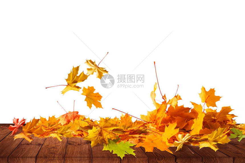 一堆秋天的彩色叶子在白色背景下被隔离一堆不同的枫叶干秋季的红色和五颜六图片