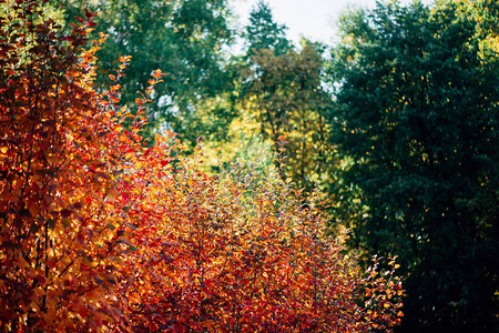 秋天散景背上生动的山楂红叶美丽的山楂灌木在日出的秋天树篱纹理上夕阳下丰富的植物群黄金时段的五颜六色的树叶风景秀背景图片