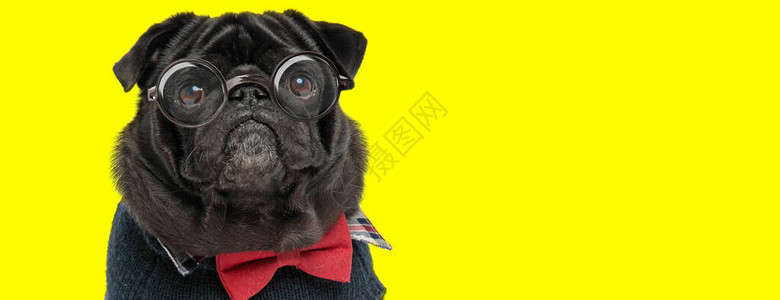 穿着眼镜红领和毛衣的可爱小狗仰图片