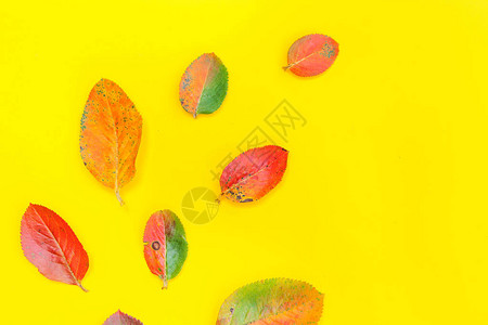 秋天花卉构成新鲜的多彩植物在潮流黄色背景中被孤立自然生态壁纸概念倒塌背景图片