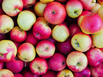 红苹果关闭种植苹果的农场许多苹图片