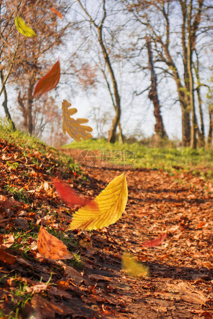 秋天树叶的边框落在风景背上阳光明媚的秋天树叶图片