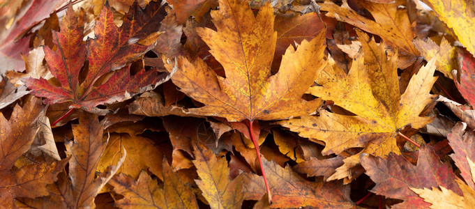 秋叶堆秋天的背景图片