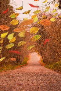 自由落叶的温暖秋天多姿彩秋天情绪背景图片