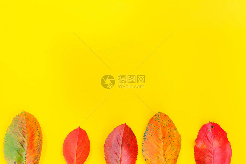 秋天花卉构成新鲜的多彩植物在潮流黄色背景中被孤立自然生态壁纸概念倒塌图片